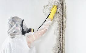 Best Emergency Mold Remediation  in Neptune City, NJ